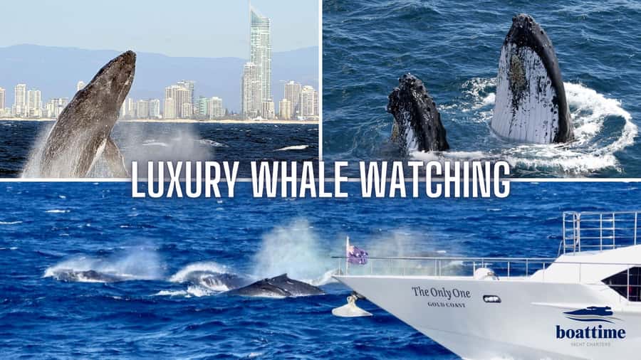 Gold Coast: Luxury Whale Watching Tour - Key points before you book