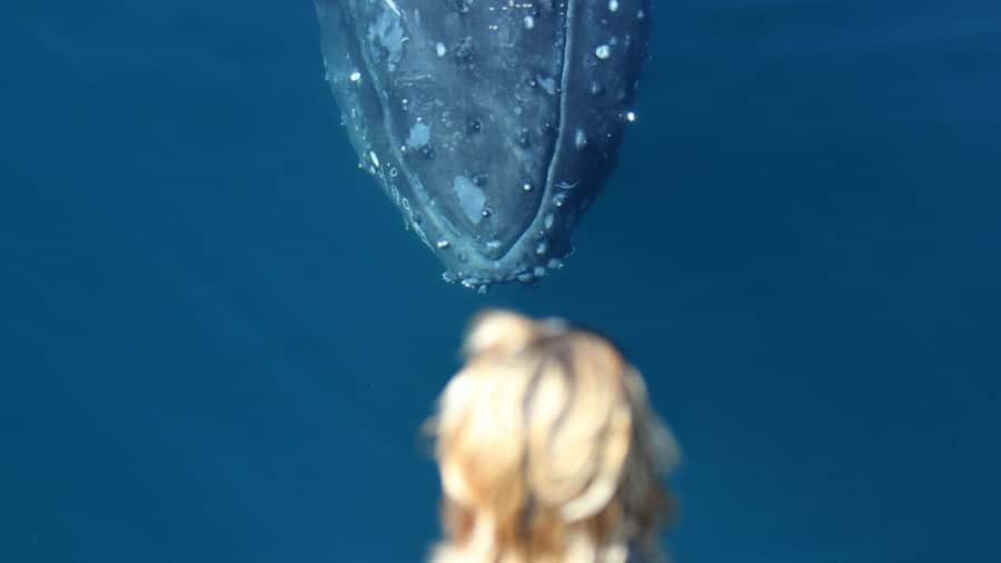 Gold Coast: Luxury Whale Watching Tour - How to get the most from your time onboard