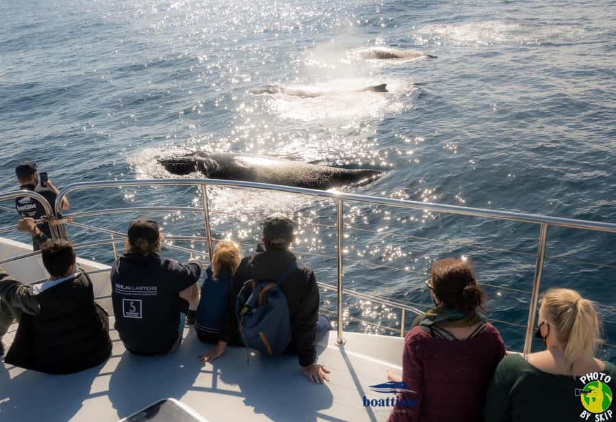 Gold Coast: Luxury Whale Watching Tour - Meeting Sun Goddess at Mariner’s Cove