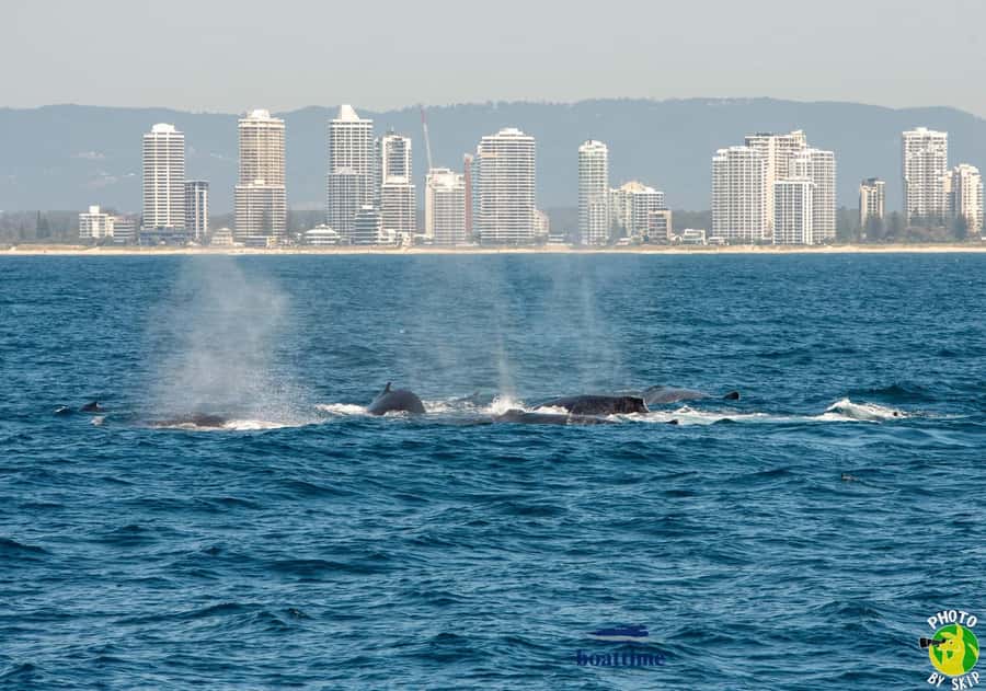 Gold Coast: Luxury Whale Watching Tour - Why the marine biologist matters