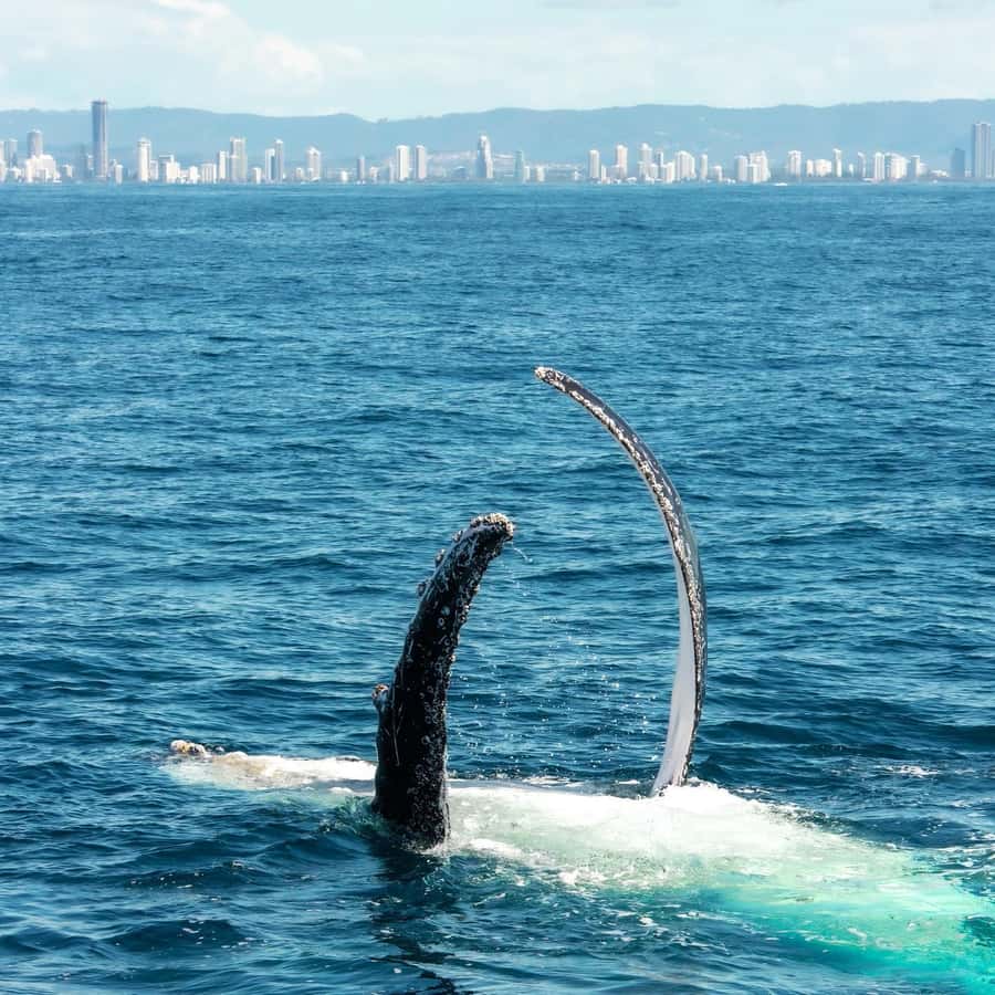 Gold Coast: Luxury Whale Watching Tour - Sightings, guarantees, and realistic expectations