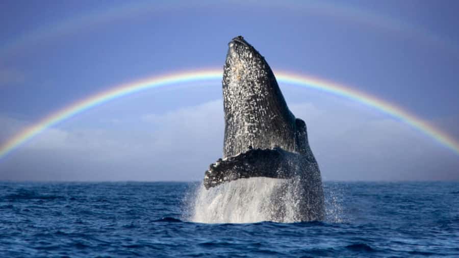 Gold Coast: Luxury Whale Watching Tour - Coffee, snacks, and family details