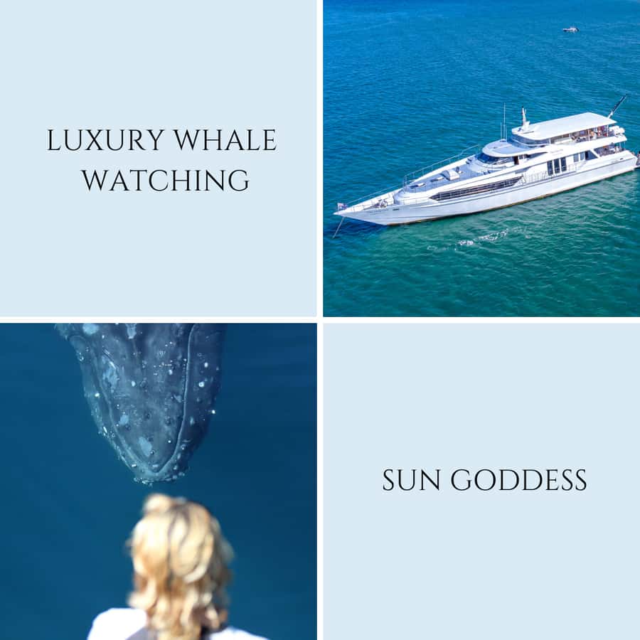 Gold Coast: Luxury Whale Watching Tour - Who should choose the morning or afternoon trip?