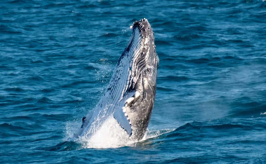 Gold Coast: Luxury Whale Watching Tour - A yacht built for watching whales