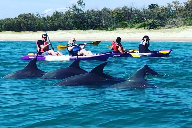 Gold Coast: Morning Kayak & Snorkel Adventure with Breakfast - Key points to know before booking