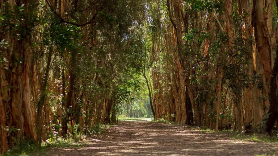 Gold Coast: Mount Tamborine Kangaroo and Koala Day Tour - Key points at a glance