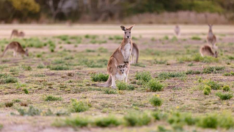 Gold Coast: Mount Tamborine Kangaroo and Koala Day Tour - Why this five-hour outing works so well