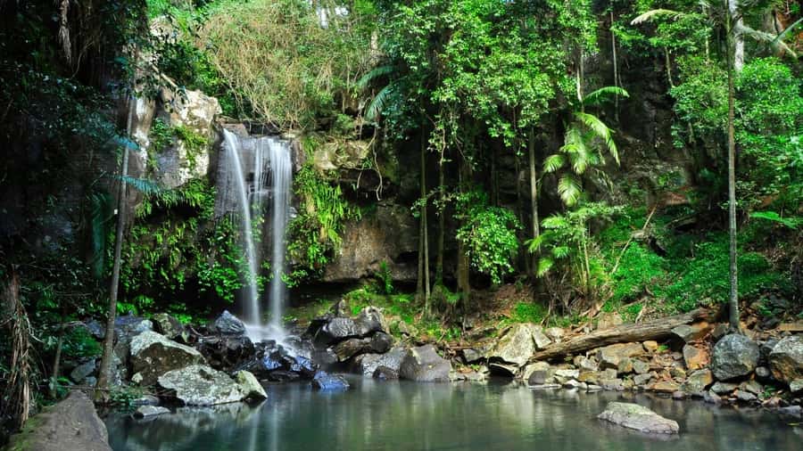 Gold Coast: Mount Tamborine Kangaroo and Koala Day Tour - A guide-led wildlife search, not a guaranteed animal show