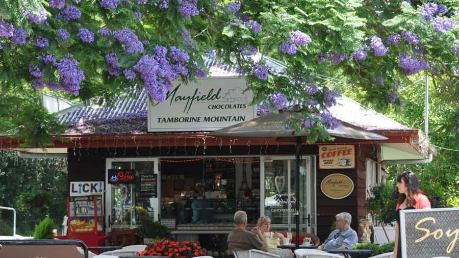 Gold Coast: Mount Tamborine Kangaroo and Koala Day Tour - Curtis Falls and the steep rainforest path