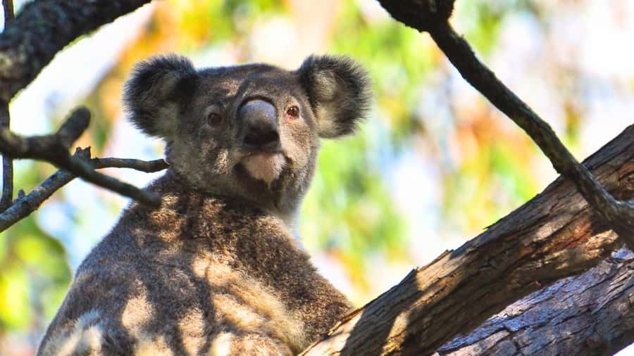Gold Coast: Mount Tamborine Kangaroo and Koala Day Tour - Coombabah Lake: kangaroos in their own setting