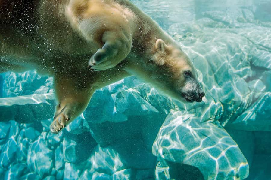 Gold Coast: Movie World, Sea World, Wet'n'Wild 14-Day Pass - Paradise Country: the gentlest park in the group
