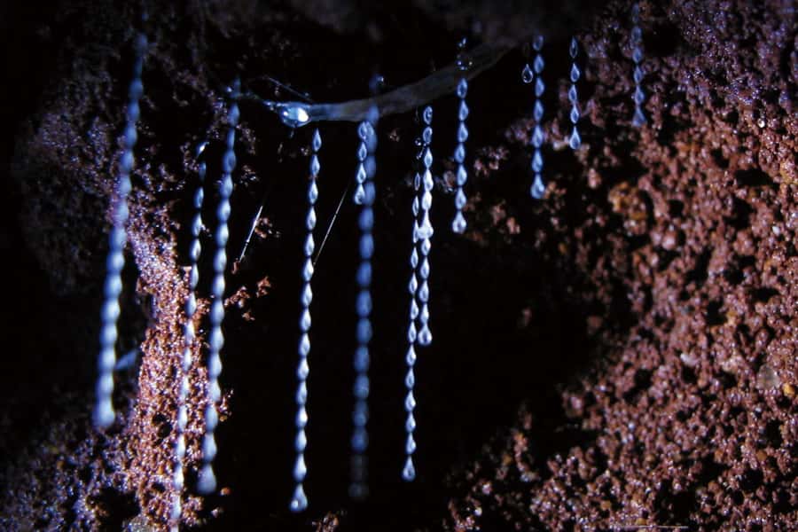 Gold Coast: Natural Bridge Glow Worm Night Tour - Walking through Springbrook National Park after dark