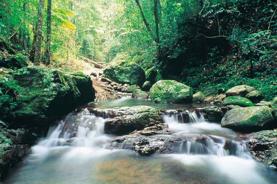 Gold Coast: Natural Bridge Glow Worm Night Tour - Looking for owls, bats, frogs, and snakes