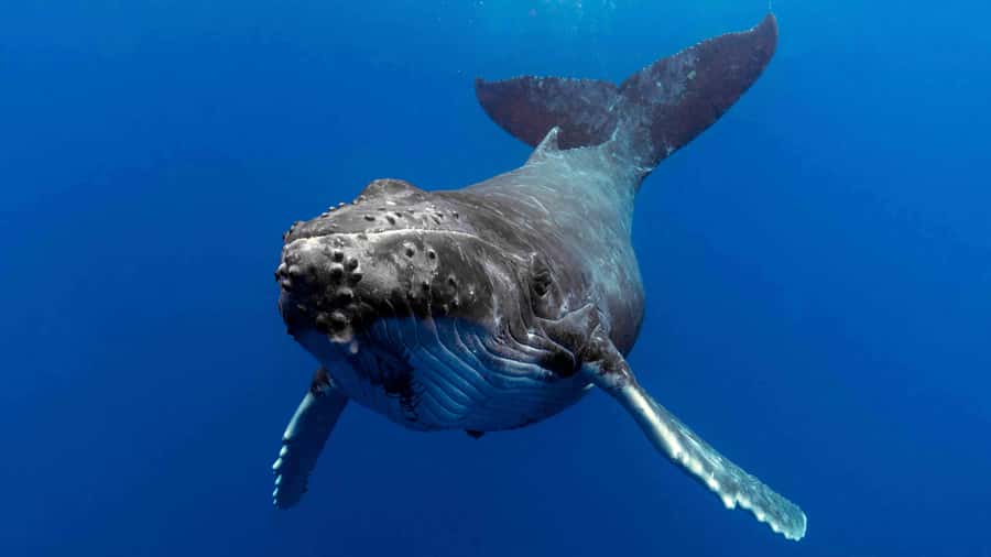 Gold Coast: Premium Whale Watching Cruise - Key points to know before you sail