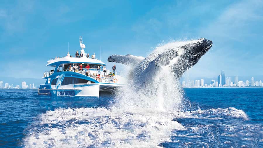 Gold Coast: Premium Whale Watching Cruise - Leaving Main Beach aboard Spirit of Migaloo II