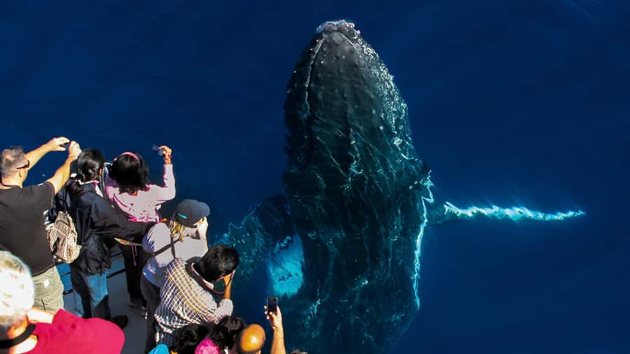 Gold Coast: Premium Whale Watching Cruise - Watching humpbacks in their own rhythm