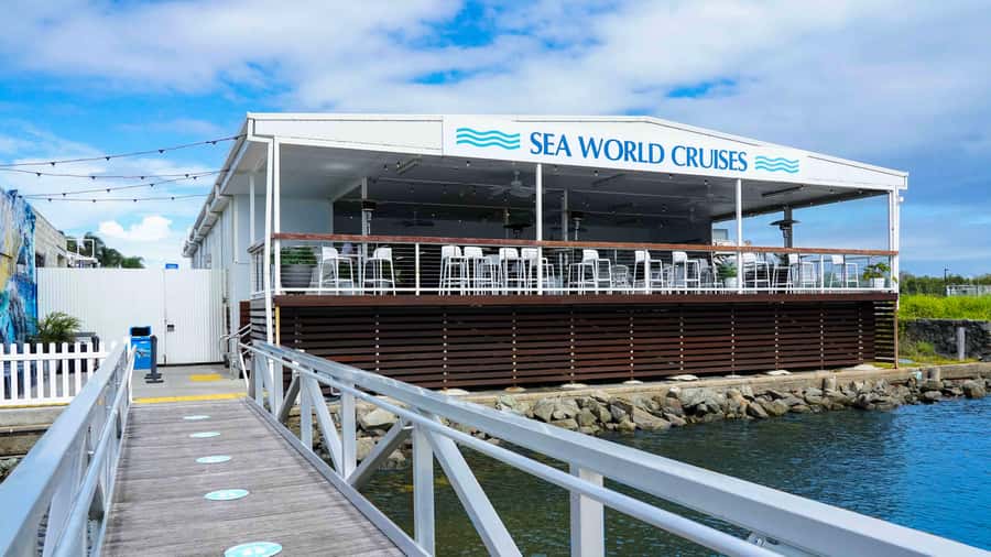 Gold Coast: Premium Whale Watching Cruise - Commentary that adds meaning to the sightings