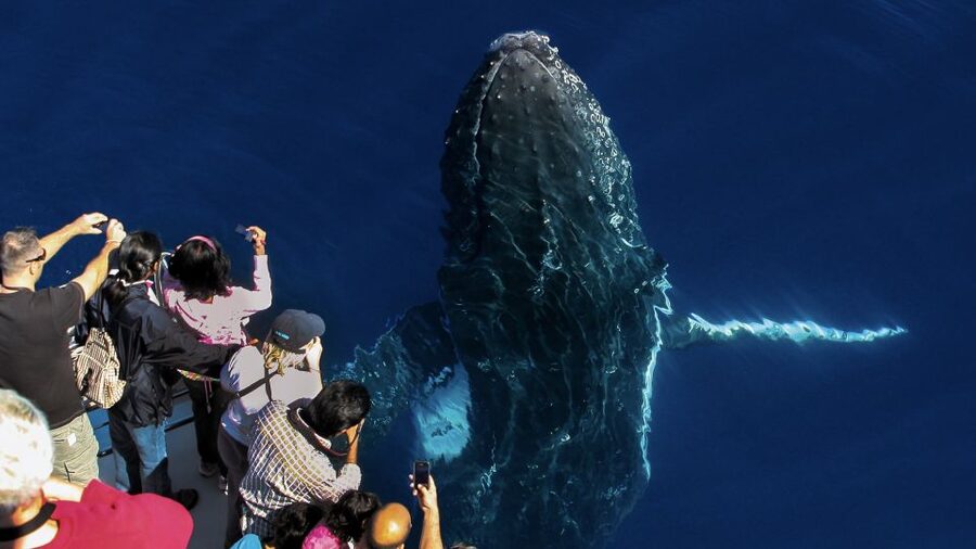 Gold Coast: Premium Whale Watching Cruise - Dolphins, turtles, and seabirds along the way