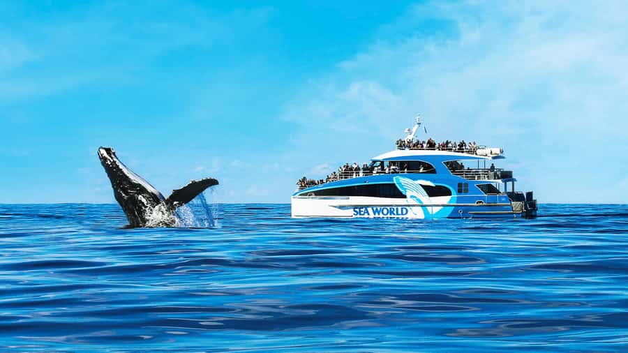 Gold Coast: Premium Whale Watching Cruise - The run toward the Humpback Highway