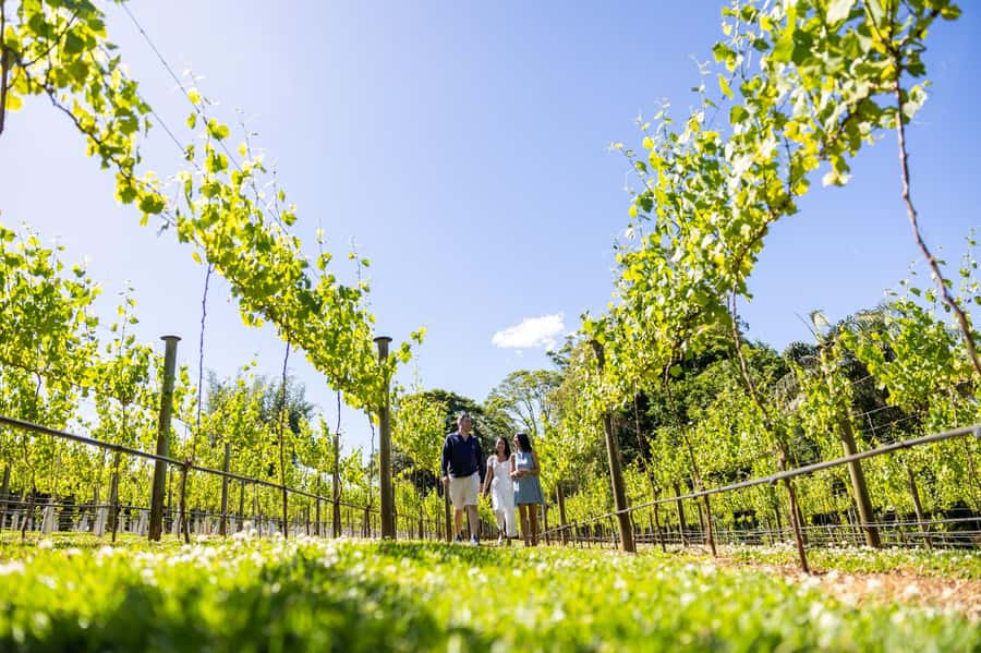 Gold Coast: Premium Wine Tour with Gourmet Lunch - From the Gold Coast to Mount Tamborine