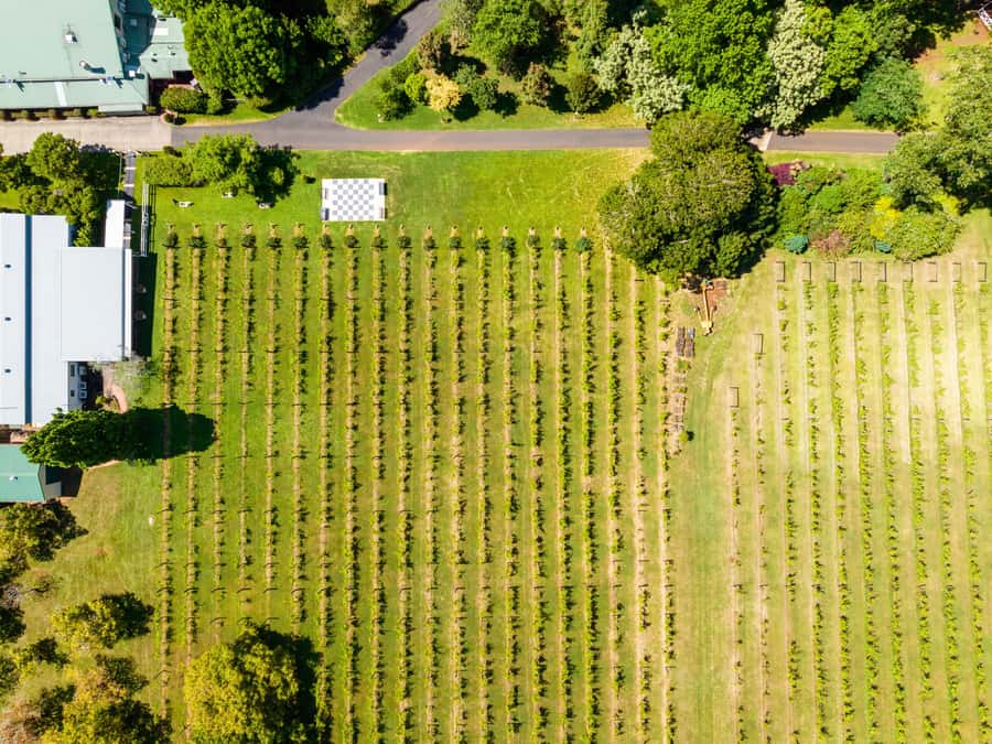 Gold Coast: Premium Wine Tour with Gourmet Lunch - A 1.5-hour winery lunch