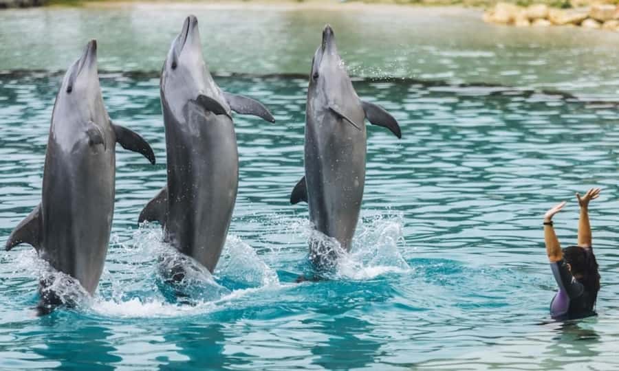 Gold Coast: Sea World Cruise & Entry Combo Ticket - Dolphins, sharks, seals, rays, and polar bears