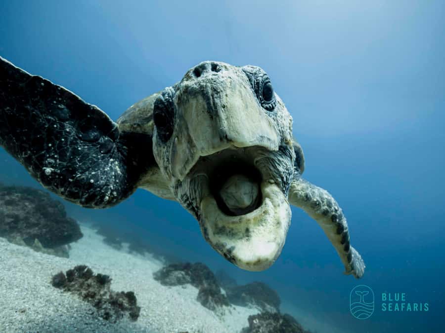 Gold Coast: Snorkel with Turtles - Why Cook Island is the right place for this tour