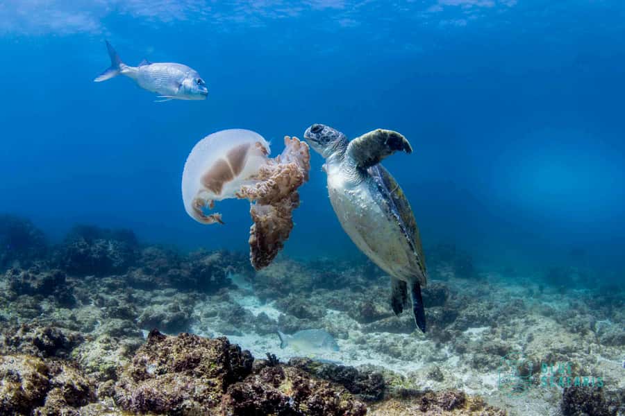 Gold Coast: Snorkel with Turtles - The boat trip from the Tweed River