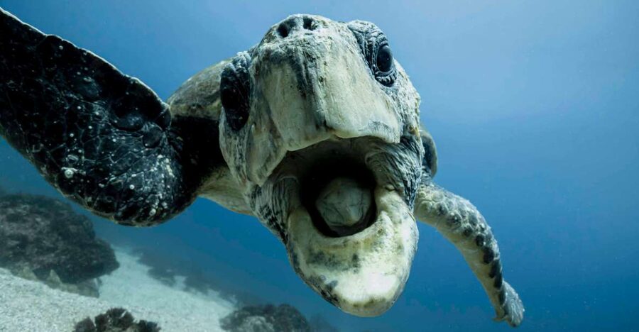 Gold Coast: Snorkel with Turtles - How the guides shape the experience