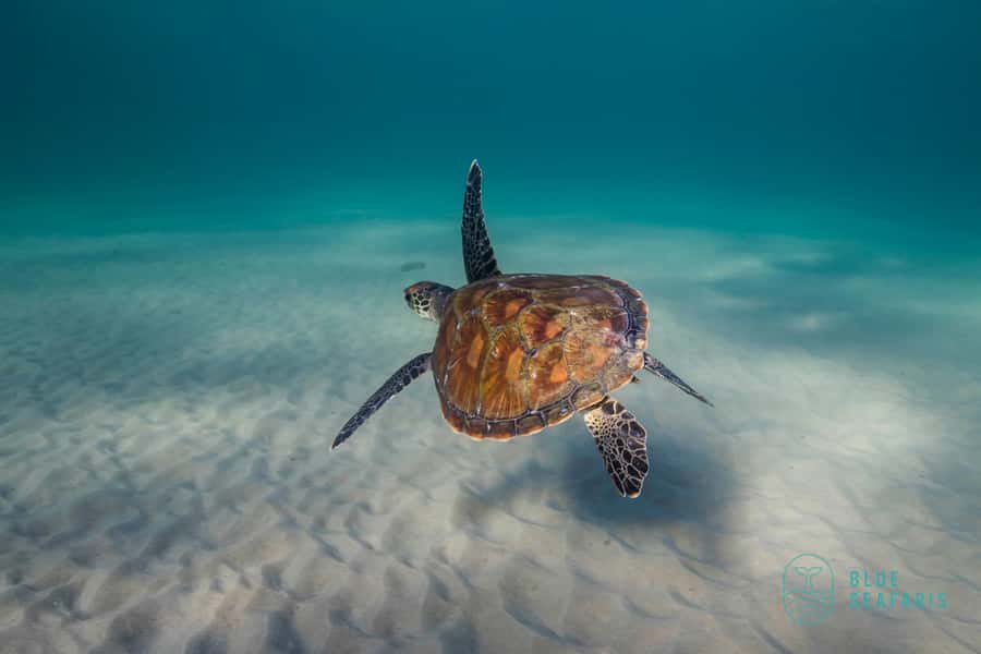 Gold Coast: Snorkel with Turtles - Meeting at the Fingal Head public jetty