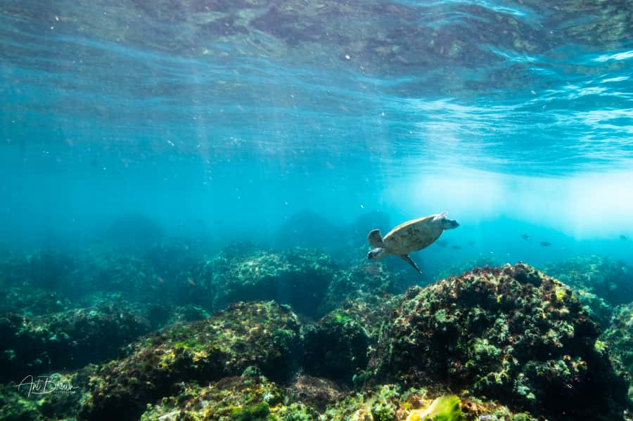 Gold Coast: Snorkeling with Turtles Half-Day Tour - Quick points before you book