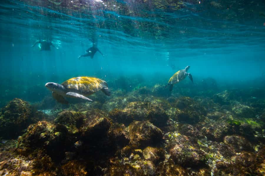 Gold Coast: Snorkeling with Turtles Half-Day Tour - Why Cook Island is worth the boat ride