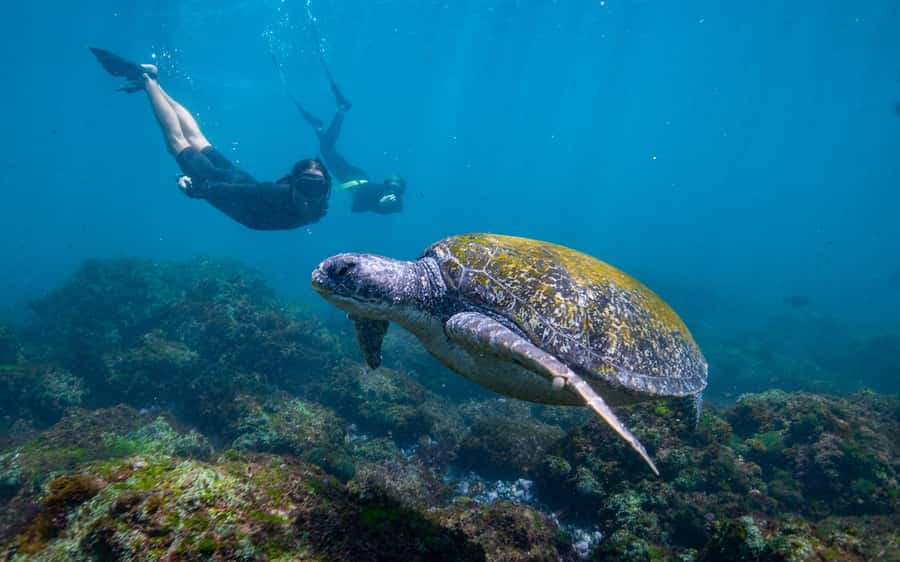 Gold Coast: Snorkeling with Turtles Half-Day Tour - The 20-minute ride along the Tweed River