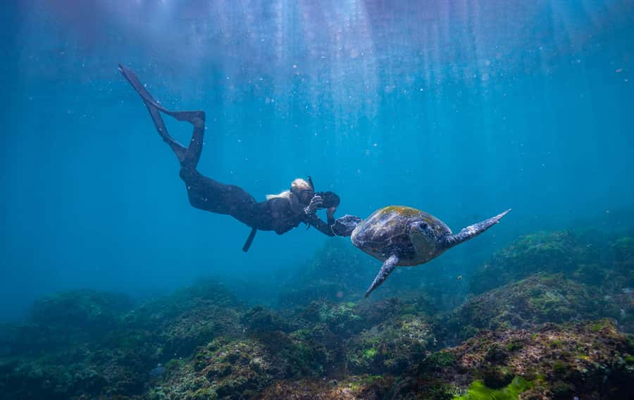 Gold Coast: Snorkeling with Turtles Half-Day Tour - Safety first, then into the water
