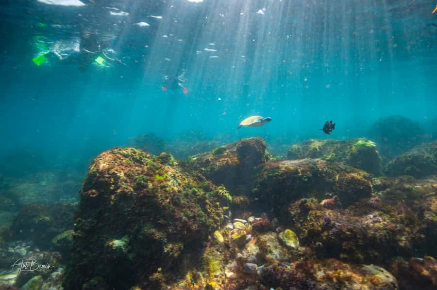 Gold Coast: Snorkeling with Turtles Half-Day Tour - The Cook Island snorkel