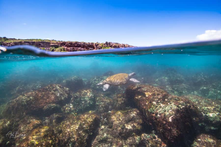 Gold Coast: Snorkeling with Turtles Half-Day Tour - What the $105 price really buys you