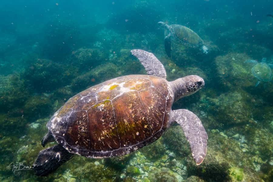 Gold Coast: Snorkeling with Turtles Half-Day Tour - Timing, clothing, and practical comfort