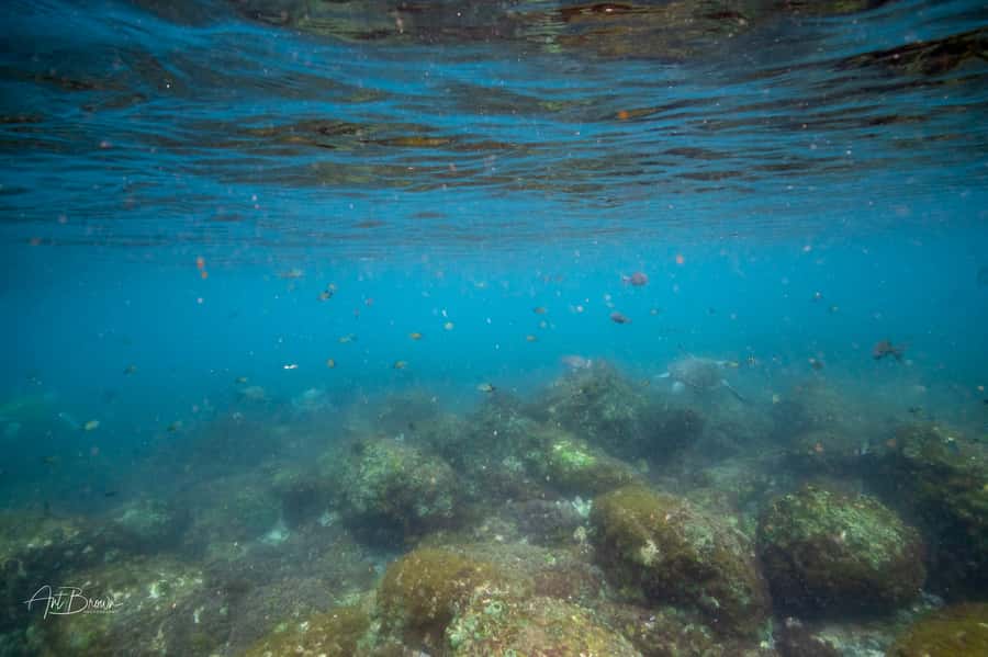 Gold Coast: Snorkeling with Turtles Half-Day Tour - Who will enjoy this tour most?