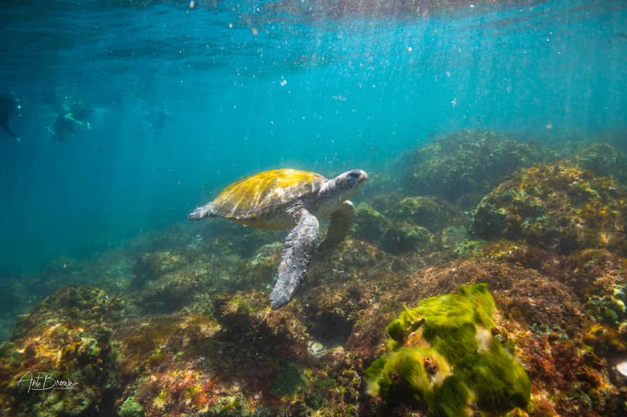 Gold Coast: Snorkeling with Turtles Half-Day Tour - Meeting the crew at Chinderah Bay