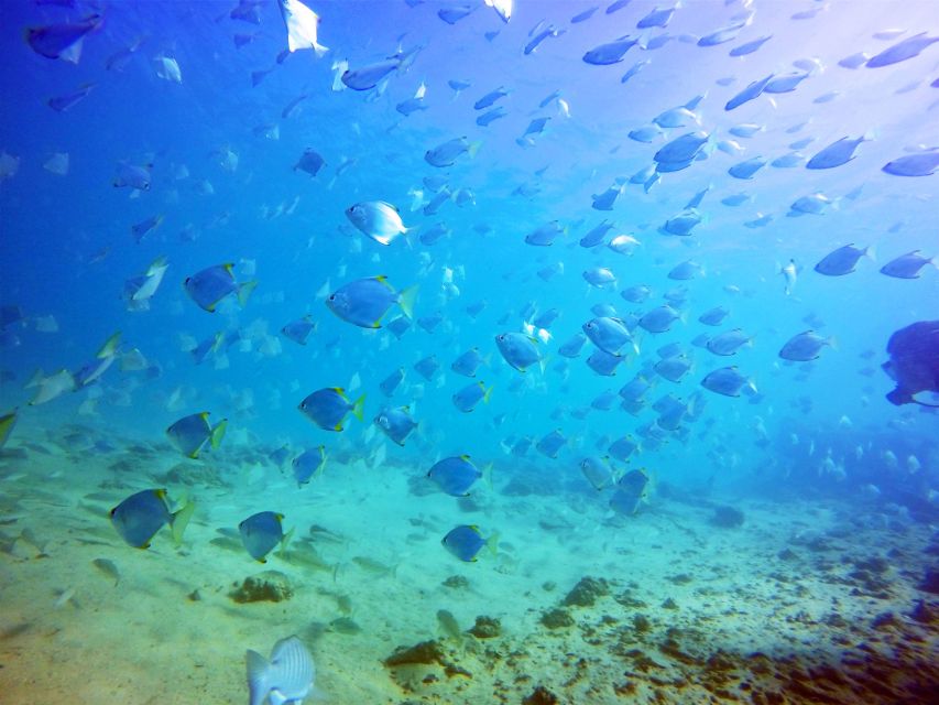 Gold Coast: Snorkelling in Wave Break Island - Is $55 good value?