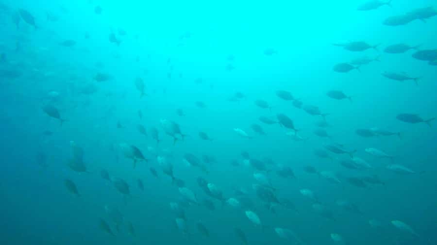 Gold Coast: Snorkelling in Wave Break Island - Fish feeding and underwater photography