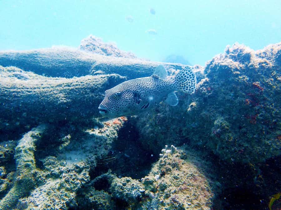 Gold Coast: Snorkelling in Wave Break Island - Guides, safety, and the level of help