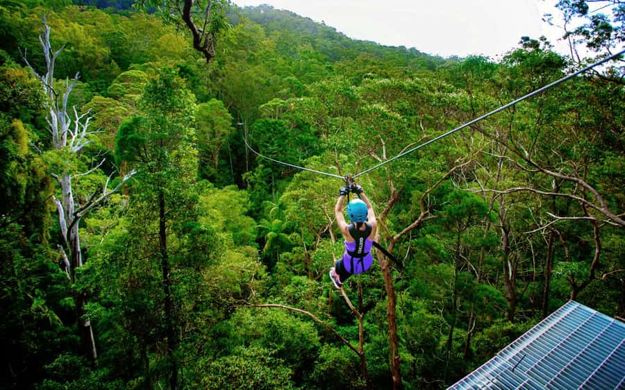 Gold Coast: Tamborine Mountain Canyon Flyer Zipline Tour - The main run: speed, height, and rainforest views