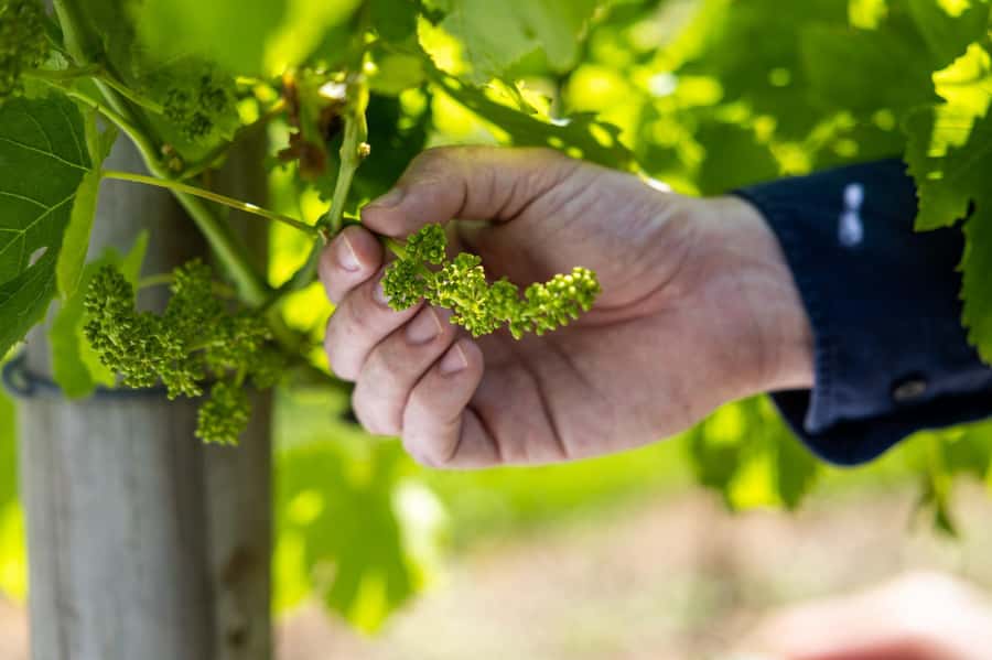 Gold Coast: Tamborine Mountain Local Winery Tour with Lunch - The pace, group, and social side