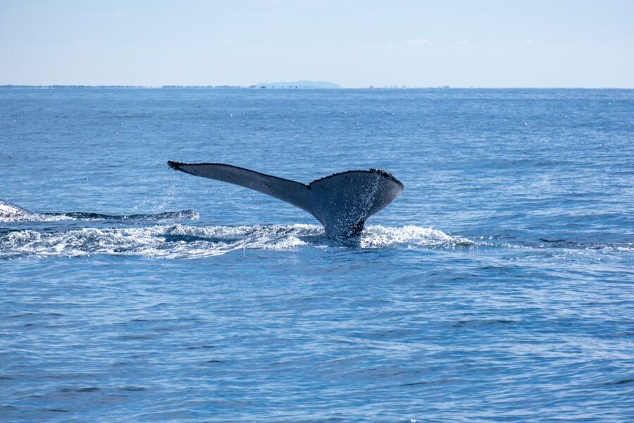 Gold Coast Whale Experience - Cancellation and booking flexibility