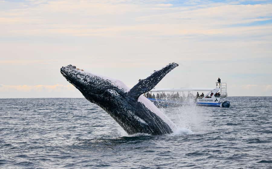 Gold Coast Whale Experience - Leaving from Main Beach and finding the marina