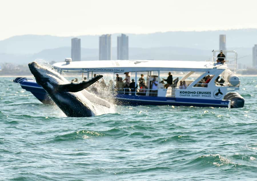 Gold Coast Whale Experience - Watching humpback whales in open water