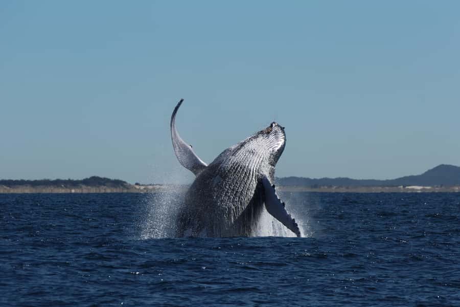 Gold Coast Whale Experience - Other wildlife along the route