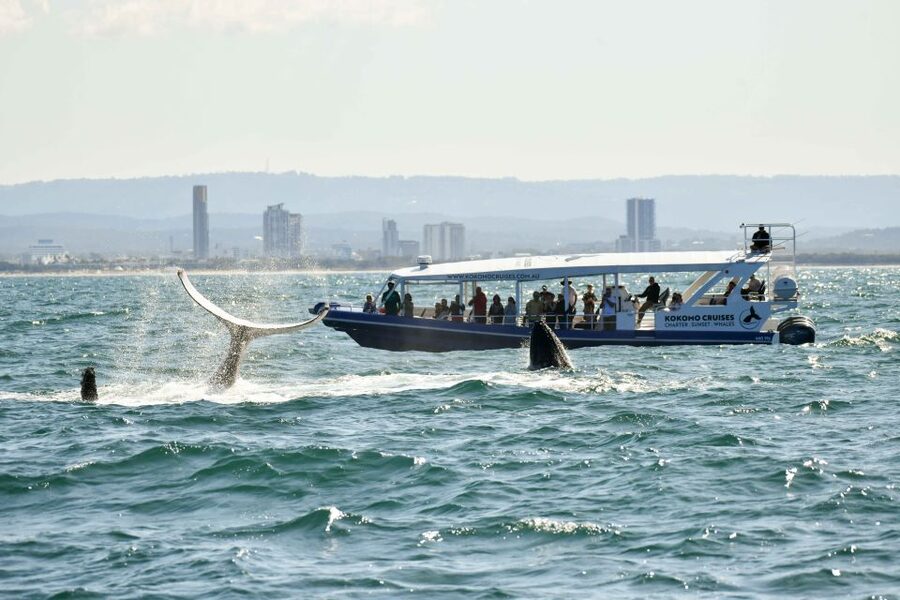 Gold Coast Whale Experience - What the crew adds to the cruise