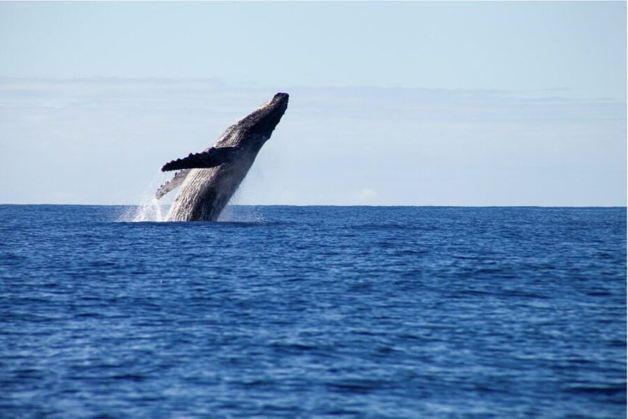 Gold Coast Whale Experience - A closer look at the 150-minute schedule